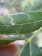 Image of Stigmella longisacca Newton & Wilkinson 1982