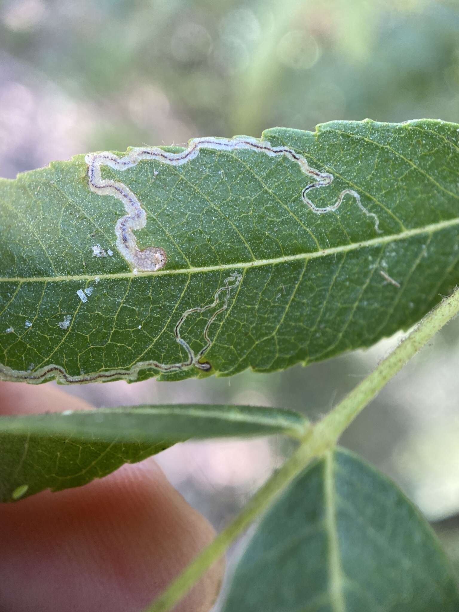 Image of Stigmella longisacca Newton & Wilkinson 1982