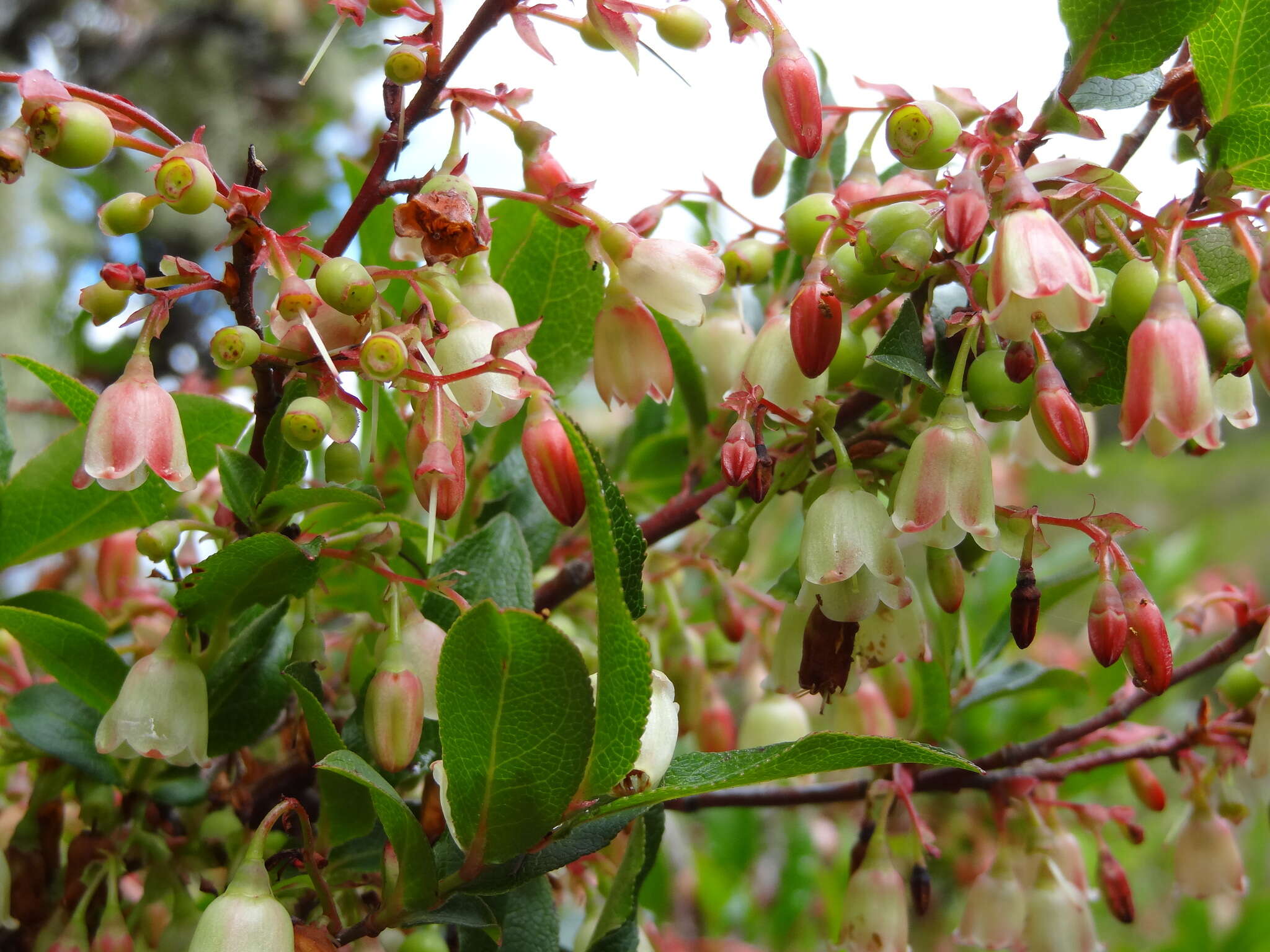 Sivun Vaccinium padifolium J. E. Sm. kuva