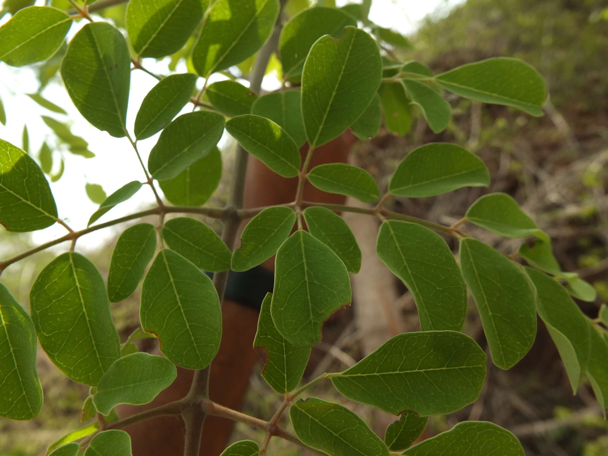 Image de Moringa concanensis Nimmo