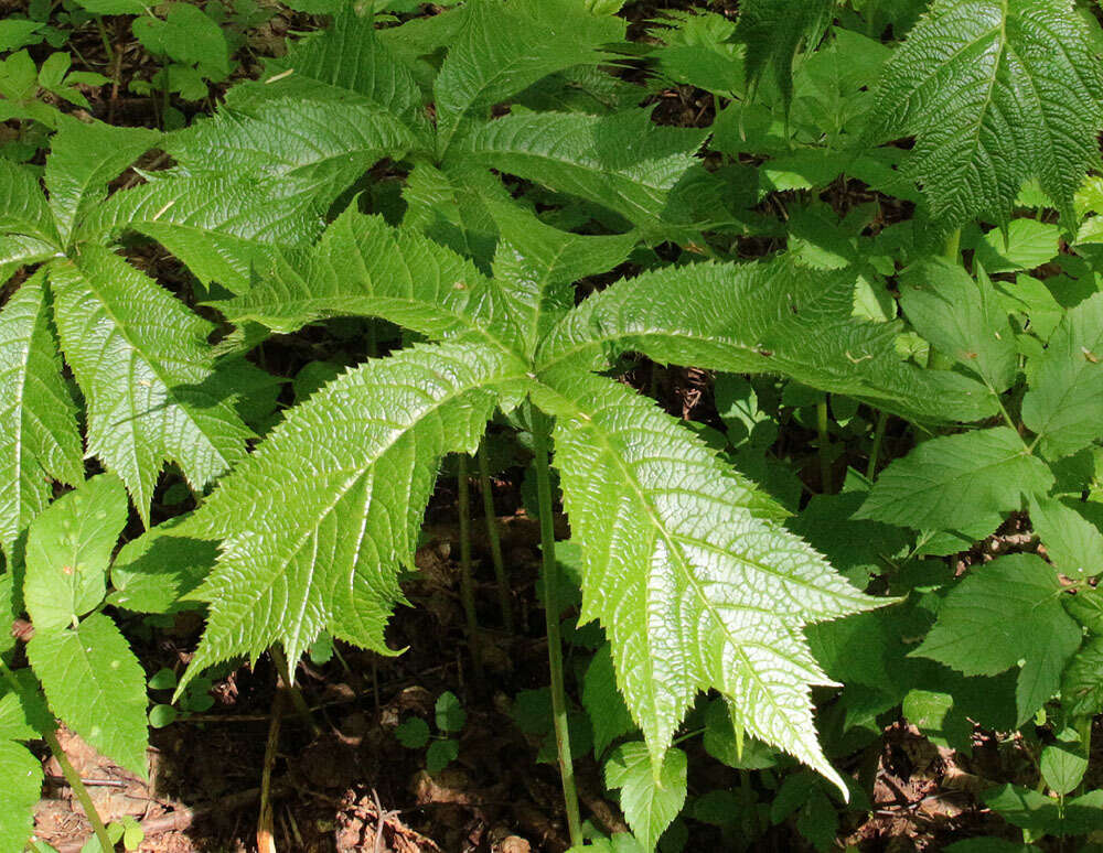 صورة Rodgersia podophylla A. Gray