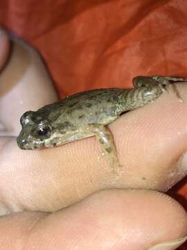 صورة Leptodactylus discodactylus Boulenger 1884