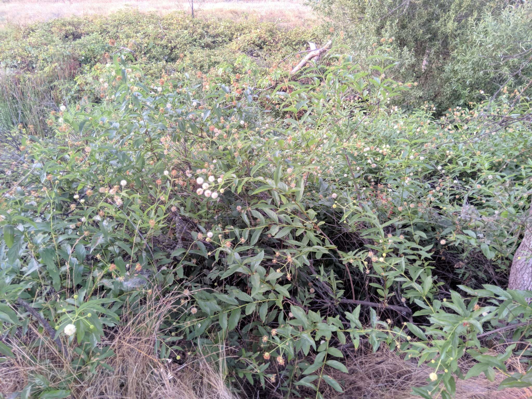 Image of common buttonbush