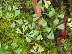 Sivun Elaphoglossum peltatum f. flabellatum (Humb. & Bonpl. ex Willd.) Mickel kuva