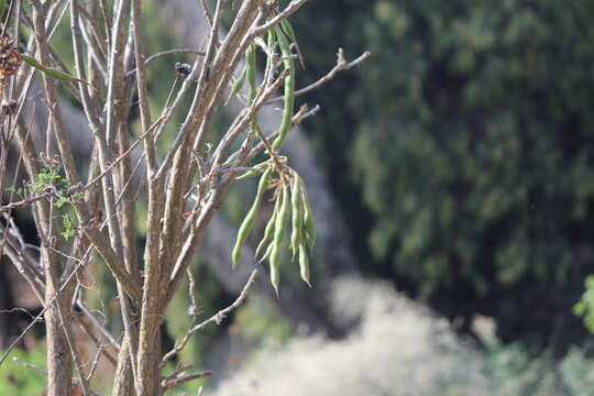 Image de Erythrina americana Mill.