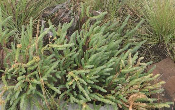 Image of Euphorbia natalensis Bernh. ex C. Krauss