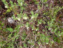 Imagem de Lonicera caerulea var. cauriana (Fern.) Boivin