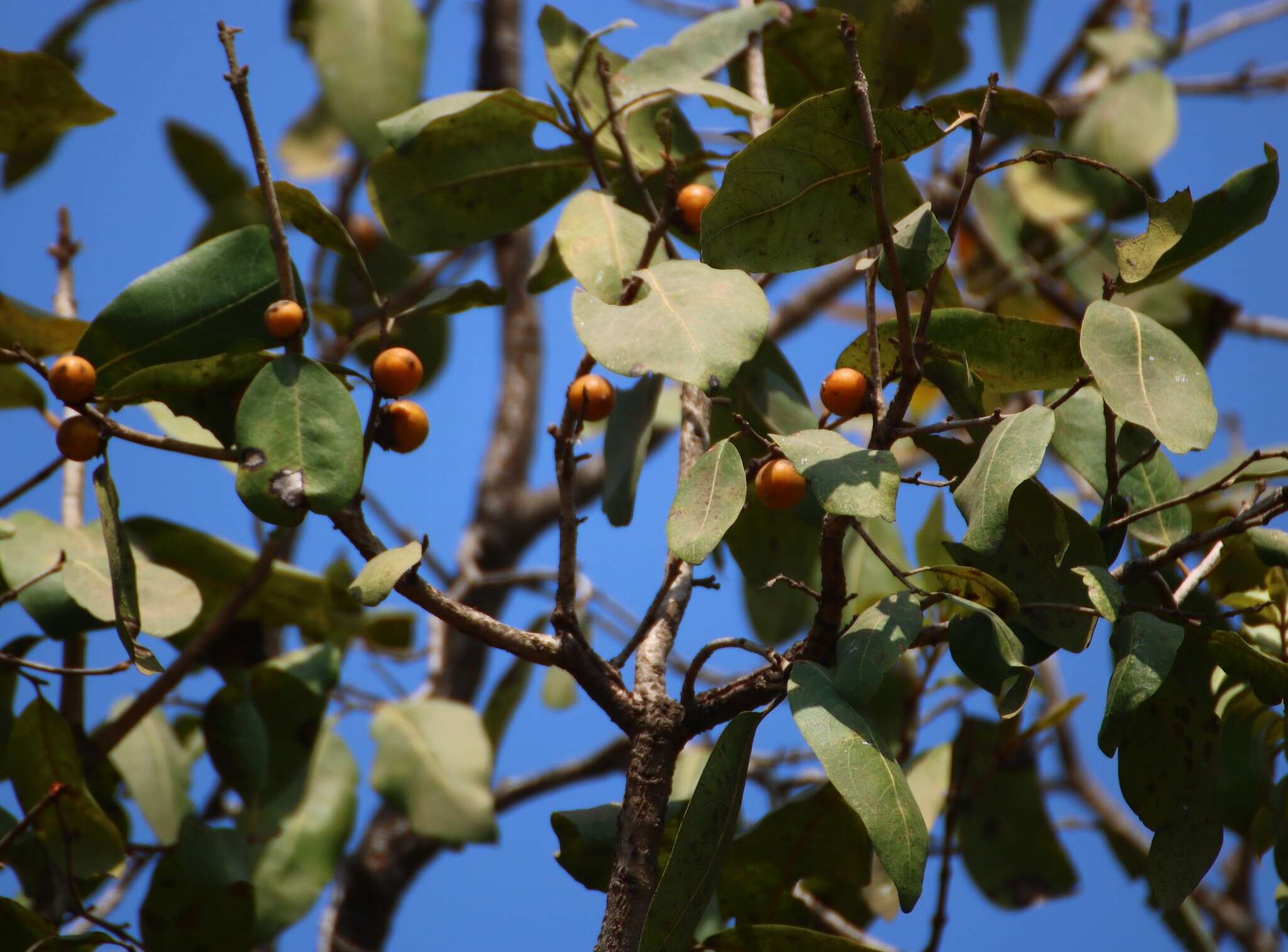 Image de Diospyros melanoxylon Roxb.