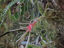 Image of Tillandsia streptophylla Scheidw.