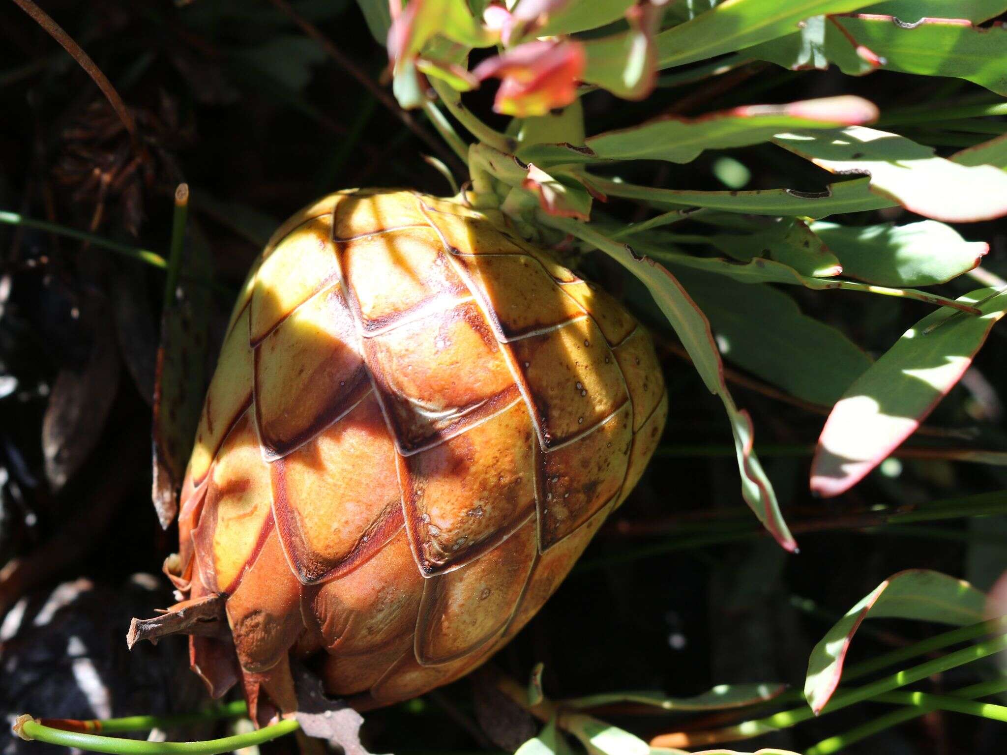 Image of Protea effusa E. Mey. ex Meissn.