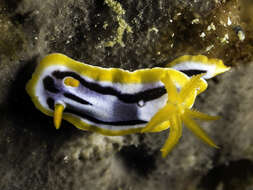 Image of Chromodoris strigata Rudman 1982