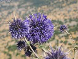 Imagem de Echinops gaillardotii Boiss.