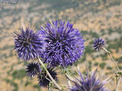 Image of Echinops gaillardotii Boiss.