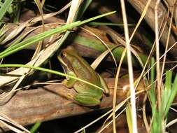 Imagem de Gastrotheca cuencana Carvajal-Endara, Coloma, Morales-Mite, Guayasamin, Székely & Duellman 2019