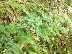 Image of Pteris dispar Kunze