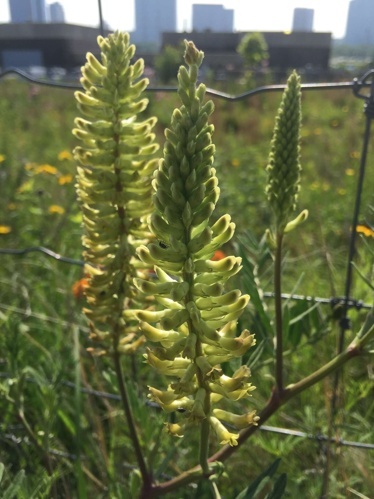 Astragalus canadensis L.的圖片