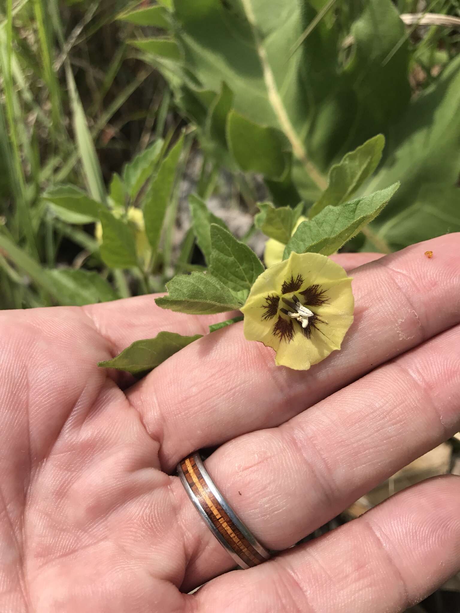 Physalis virginiana Mill.的圖片