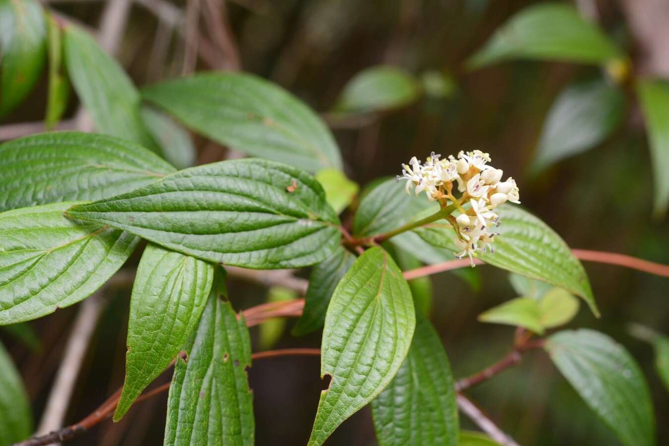 Слика од Cornus excelsa Kunth