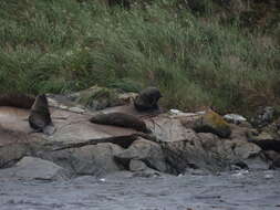 Image of South American Fur Seal