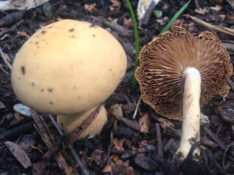 Image of Agrocybe putaminum (Maire) Singer 1936