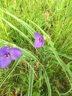 Слика од Tradescantia ohiensis Raf.