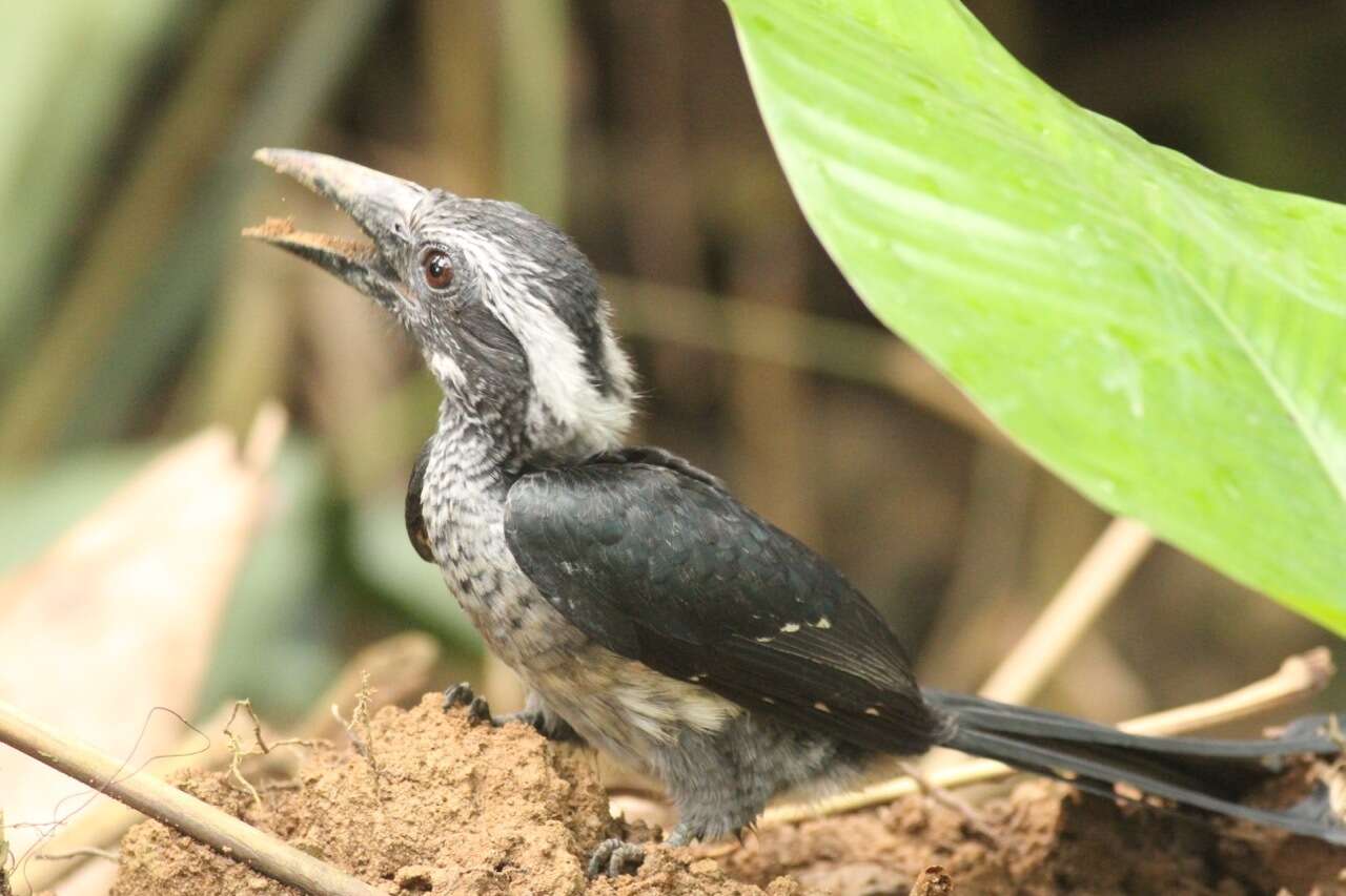 Image of Black Dwarf Hornbill