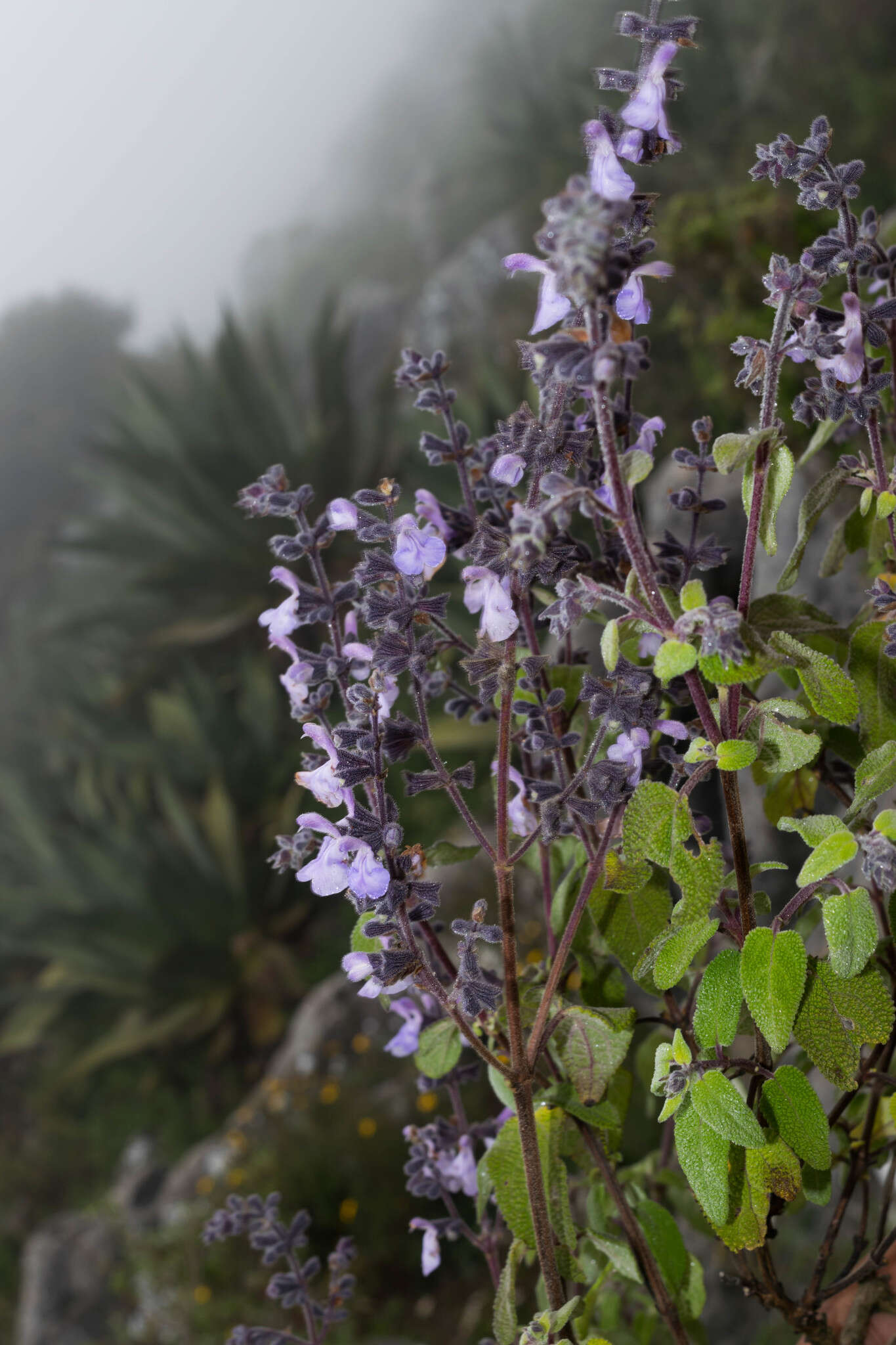 Salvia melissodora Lag. resmi