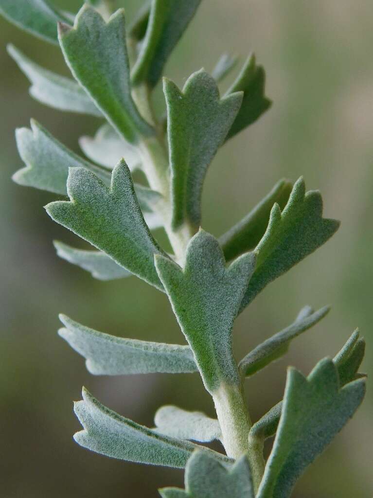 Image of Athanasia trifurcata (L.) L.