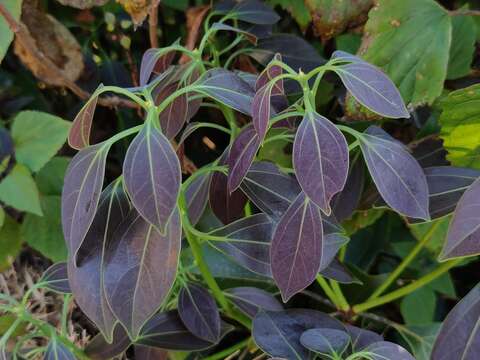 Image of Neolitsea foliosa var. scrobiculata