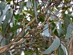 Image of blue-leaf stringybark