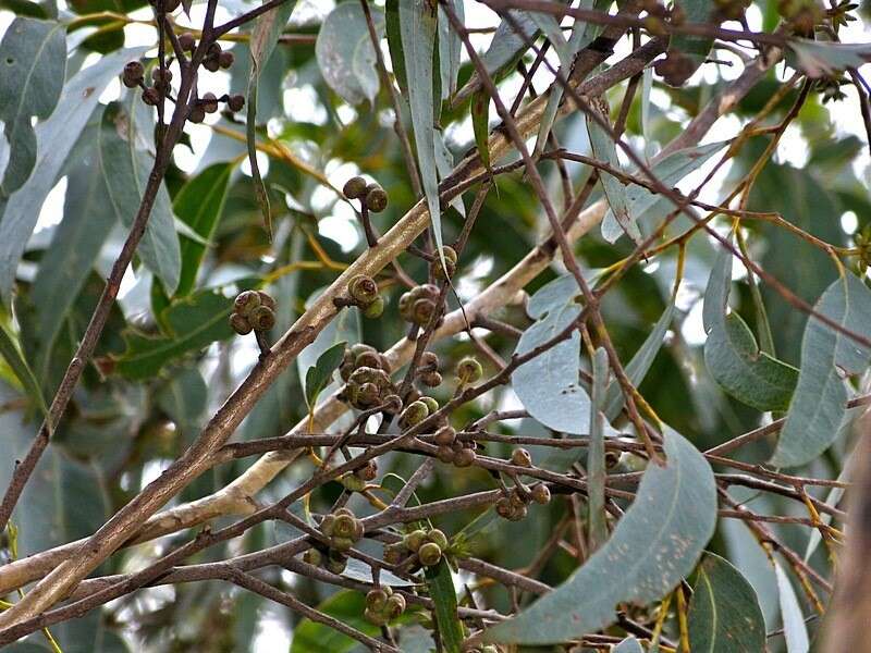 Image of blue-leaf stringybark