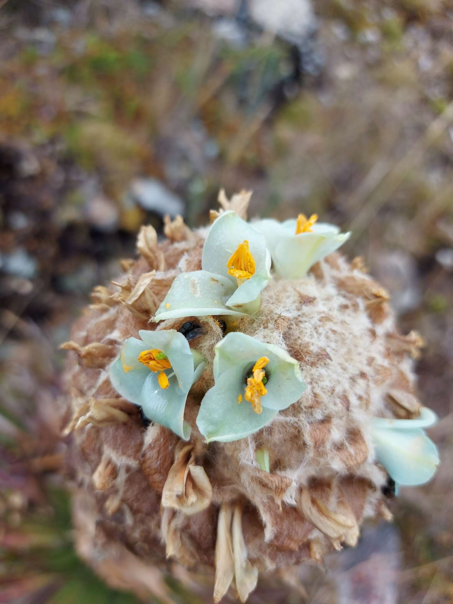 Image of Puya trianae Baker