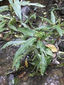 Слика од Commelina virginica L.