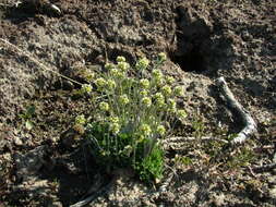 Image of Canadian arctic draba