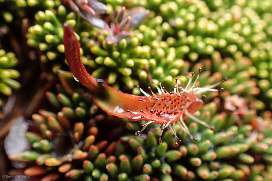 Image of Drosera arcturi Hook.