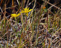 <i>Pyrrocoma <i>uniflora</i></i> var. uniflora的圖片