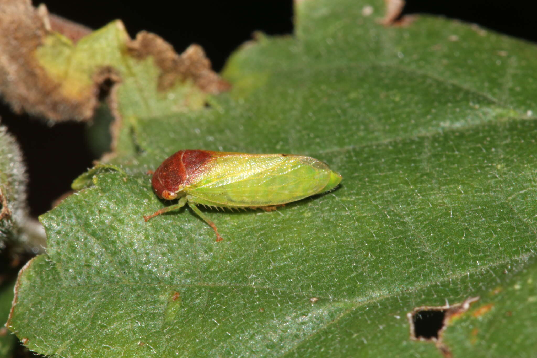 Image of Iassus scutellaris Fieber 1868