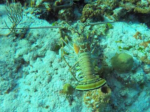 Image of Caribbean Spiny Lobster