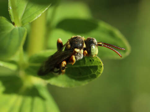 Image of Nomada roberjeotiana Panzer 1799