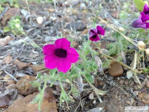 Image of Violet-flower petunia