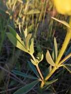 Слика од Thermopsis lanceolata R. Br.