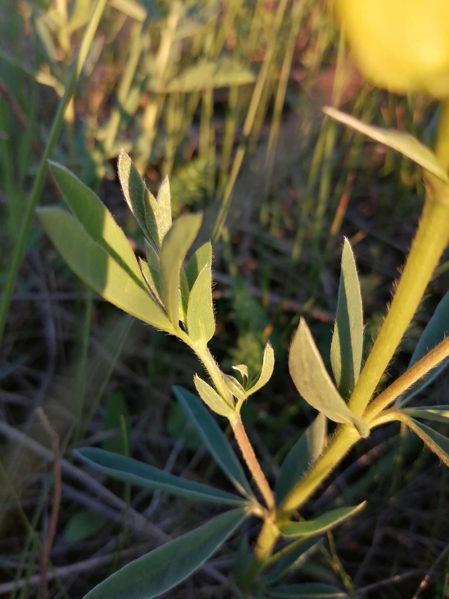 Слика од Thermopsis lanceolata R. Br.