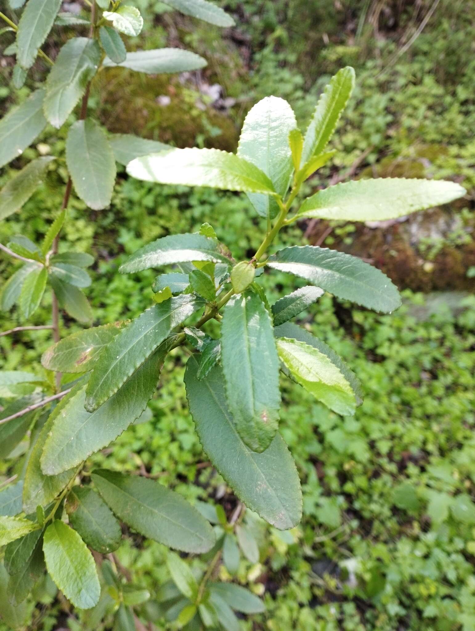 Plancia ëd Adenopeltis serrata (W. T. Aiton) I. M. Johnst.