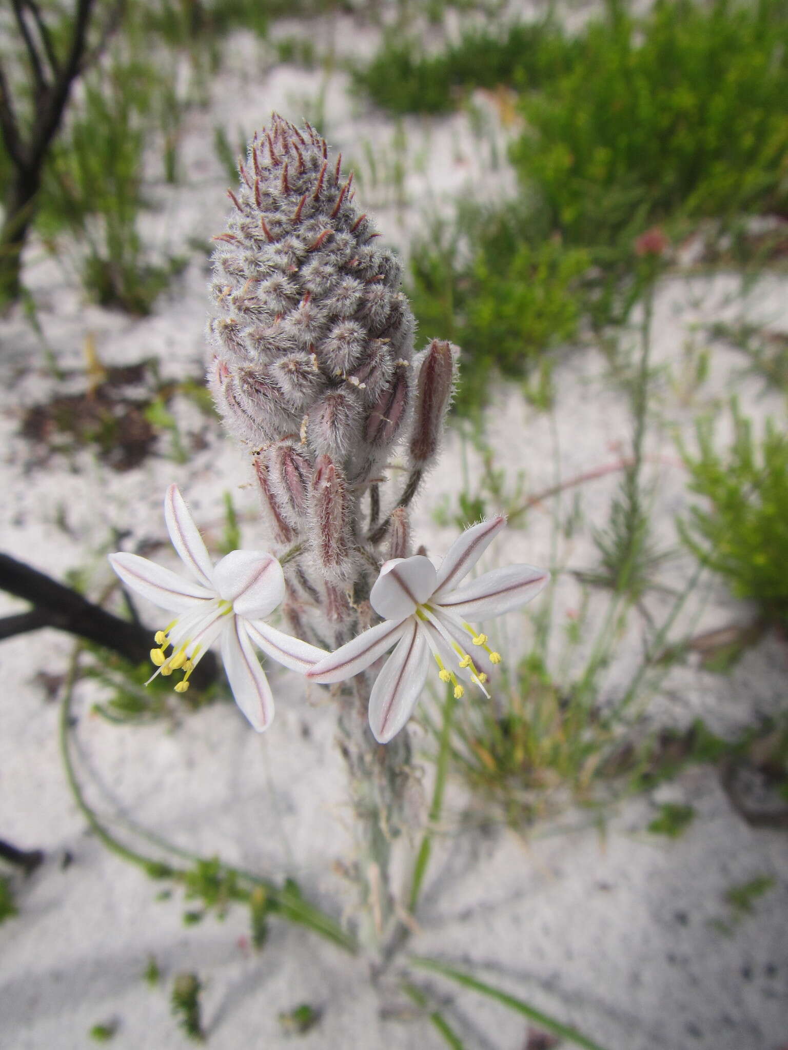 Слика од Trachyandra hirsutiflora (Adamson) Oberm.