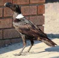 Image of White-necked Raven