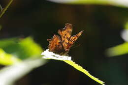 Image of Satyr Comma