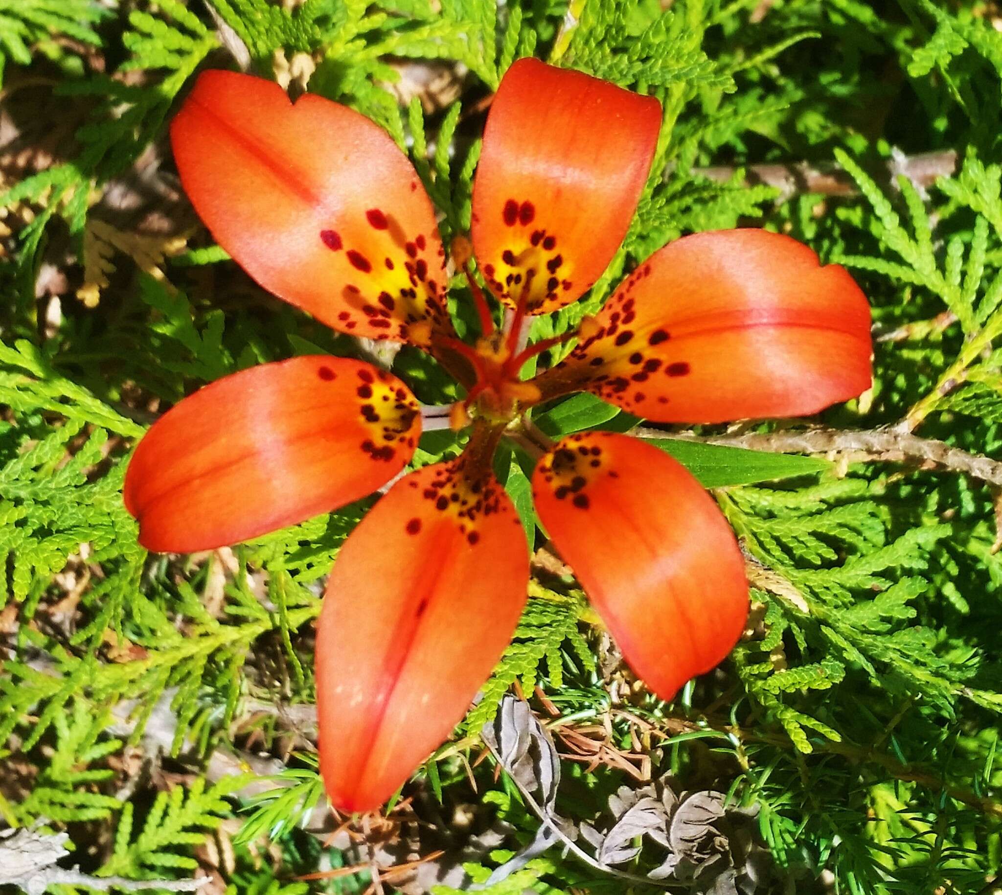 Lilium philadelphicum L. resmi