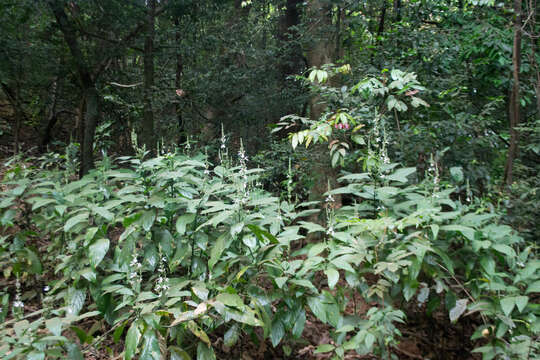 صورة Gymnostachyum glabrum (Dalz.) T. Anders.