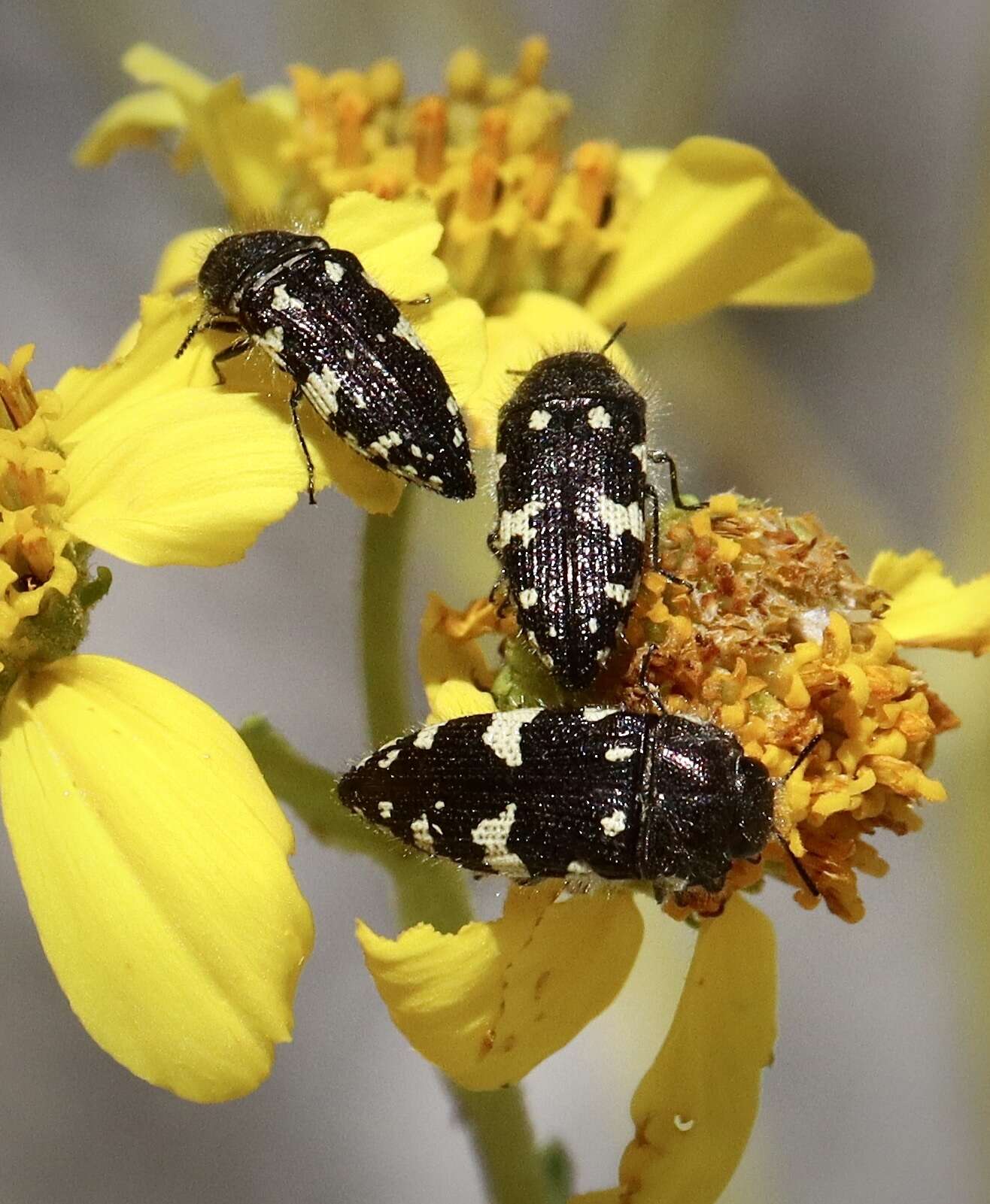 Image de Acmaeodera vernalis Barr 1972