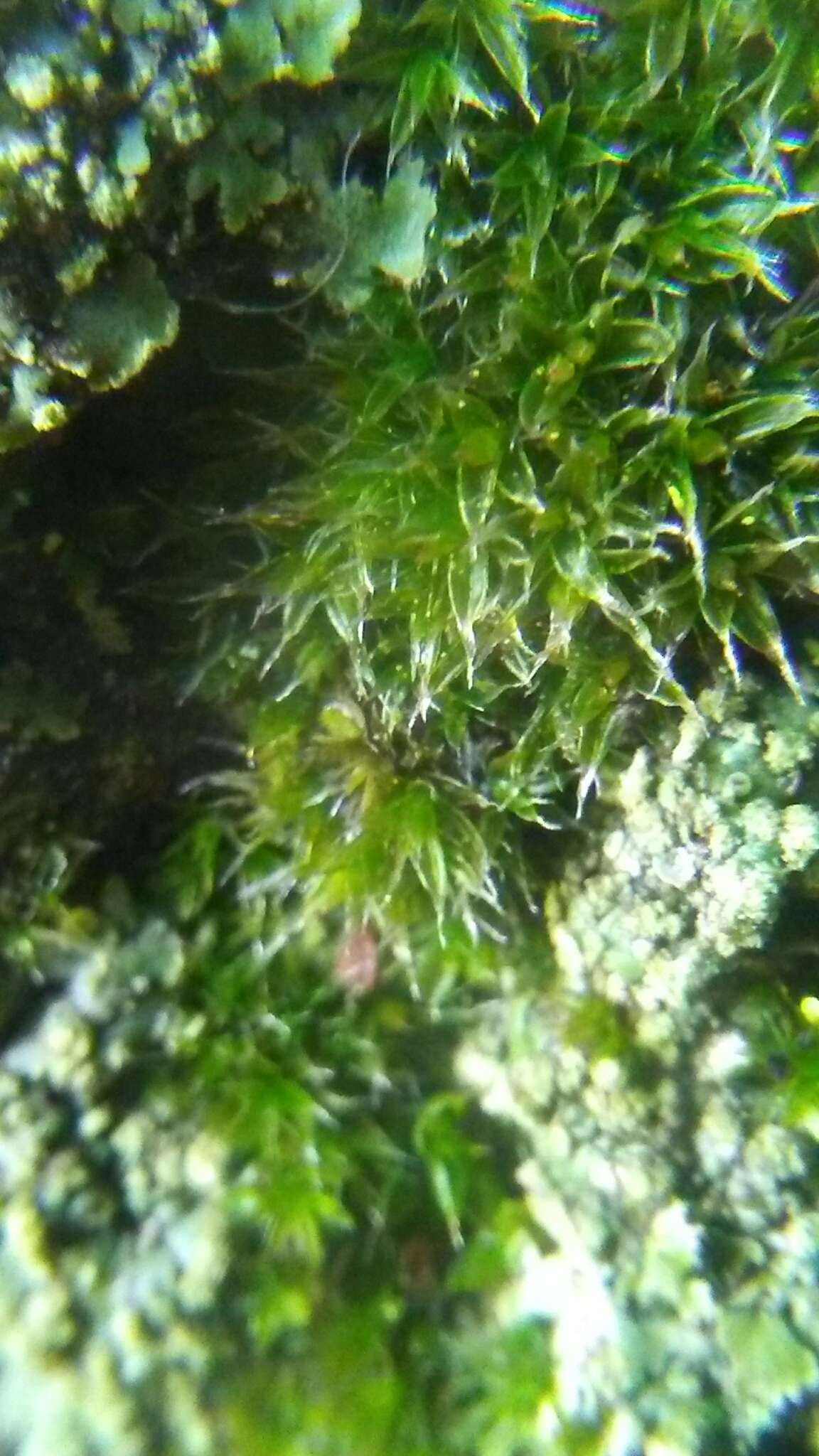 Image of orthotrichum moss